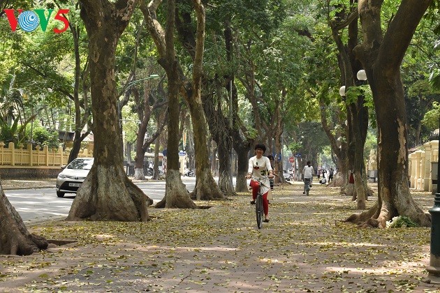 Xao xuyến thảm lá vàng trên phố Phan Đình Phùng - ảnh 13